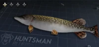 Nothern Pike