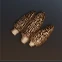 Deviated Morel