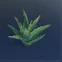 Aloe