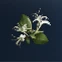 Honeysuckle
