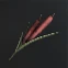 Scarlet Calamus