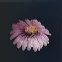 Coneflower