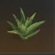 Deviated Aloe Vera
