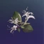 Deviated Honeysuckle