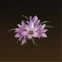 Deviated Saffron
