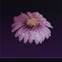 Daviated Coneflower