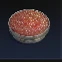 Caviar