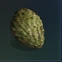 Dried Cactus