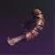 Bone-In Deviated Sausage