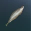 Preserved Fish