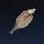 Large Fish Jerky