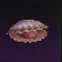 Shellfish Meat