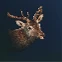 Buck