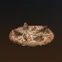 Stargazy Pizza