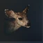 Deerlet