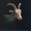 Ewe