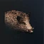 Small Boar