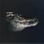 Small Crocodile