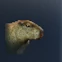 Little Capybara