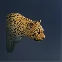 Little Leopard