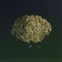 Gunpowder