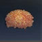 Roe