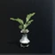 Formula : Pot Plant II.