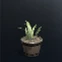 Formula : Pot Plant III.