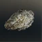 Shellfish