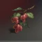 Hawthorn Berry