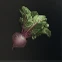 Beet