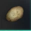 Potato
