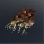 Seaweed