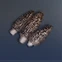 Morel
