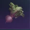 Deviated Beet